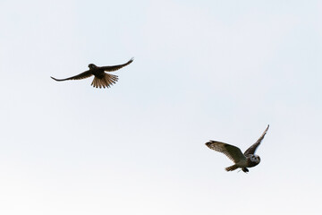 Hibou des marais, Hibou brachyote, Asio flammeus, Short eared Owl, Faucon crécerelle,.Falco tinnunculus, Common Kestrel, region Pays de Loire; marais Breton; 85, Vendée, Loire Atlantique, France