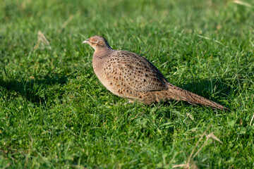 Faisan de Colchide,.Phasianus colchicus, Common Pheasant