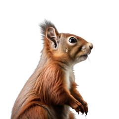 close-up of squirrel side view on a transparent background png isolated