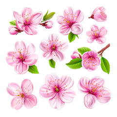Set of pink cherry tree flowers isolated on white