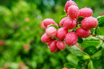 Ripe red thai raspberries and tiny wild strawberries dot a leafy green bush