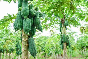 Fresh bunch of papaya hanging from a tree in a garden, surrounded by lush green leaves and other...