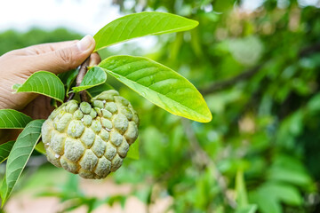 custard apple on tree, ripe fruit with fresh leaves in nature, tropical and delicious, isolated
