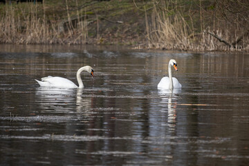 two white swans on the water, swan couple, view from a distance, swan close-up, selective focus © Rostislav