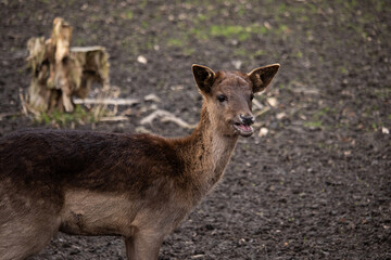 Naklejka na ściany i meble doe with open mouth, doe close-up, deer