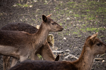 Three doe close-up, selective focus
