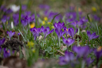 a lot of spring purple crocuses, Czech republic nature