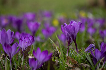 Fototapeta premium a lot of beautiful spring purple crocus flowers, Czech republic nature