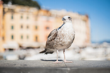 A large sea gull lives near crowded places - people feed wild birds