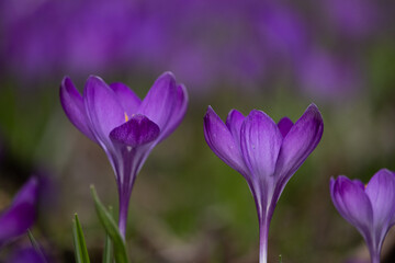 two beautiful spring purple crocus flowers macro, detail