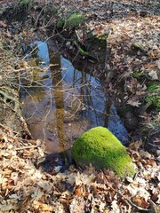 Wasseransammlung im Wald - kleiner Bach - Zulauf - 750756529