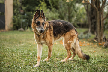 A German Shepherd walks freely and comfortably in the backyard - reliable security for a country house