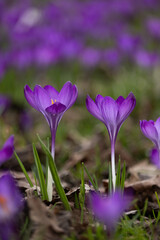 Two symmetrical beautiful spring purple crocuses in the foreground. Many crocuses in the background. Macro, detail, vertical.