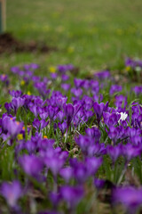 a lot of beautiful spring purple crocus flowers, selective focusing, vertical