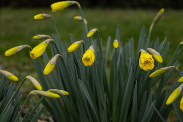 Fototapeta premium Blooming yellow daffodils in spring close-up, macro, detail