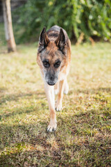 A German Shepherd walks freely and comfortably in the backyard - reliable security for a country...