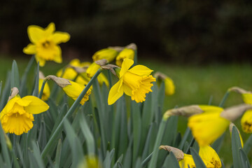 Beautiful yellow daffodils in spring