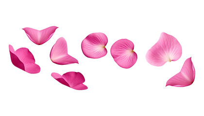 pink rose petals isolated on transparent background cutout