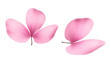 two pink magnolia flower isolated on transparent background cutout