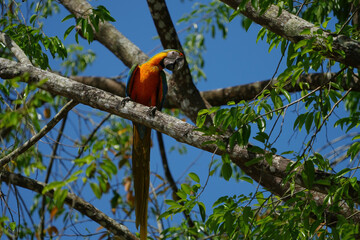 macaw parrot on tree	