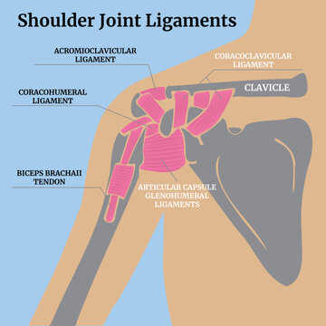 Anatomy of the ligaments of the shoulder joint. Medical banner on a blue background. Vector isolated illustration