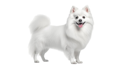 white pomeranian puppy isolated on transparent background cutout