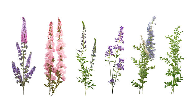 bunch of flowers isolated on transparent background cutout
