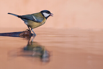 Great tit perched in a pond with water and a brown background.