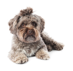 Cute Maltipoo dog lying on white background. Lovely pet