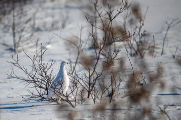 A nonbreeding adult Willow Ptarmigan (Lagopus lagopus) standing tall and looking about in the snowy brush near Churchill, Manitoba, Canada in winter.