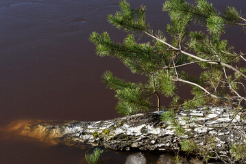 a birch fallen into the river on a sunny spring day, with a pine branch visible next to it