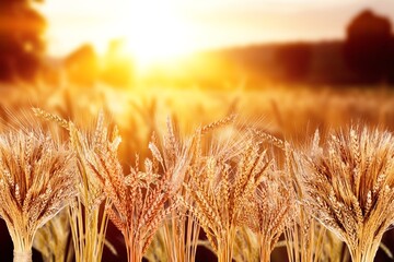 wheat field in sunlight, nature landscapes