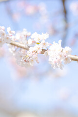 spring blossom