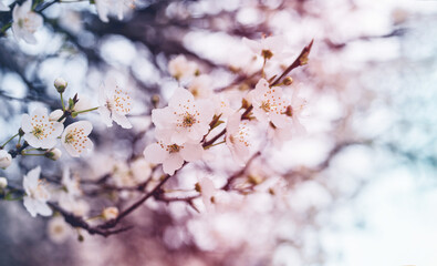 Blooming orchard. Spring background with white flowering branches, soft selective focus, toned