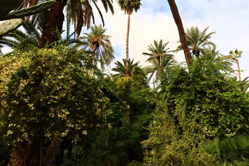Fototapeta na wymiar The Majorelle Garden is a one-hectare botanical garden and artist's landscape garden in Marrakech, Morocco.