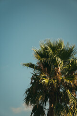 palm tree and sky