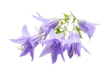 Bunch of Purple Flowers. A cluster of purple flowers is arranged neatly on a clean white background. The delicate petals stand out against the stark contrast, creating a visually striking composition.