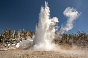 Majestic geyser erupting under a clear blue sky in Yellowstone