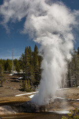 Majestic geyser erupting under a clear blue sky in Yellowstone