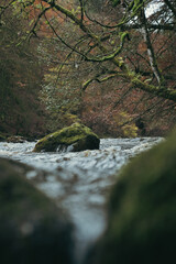 stream in the forest