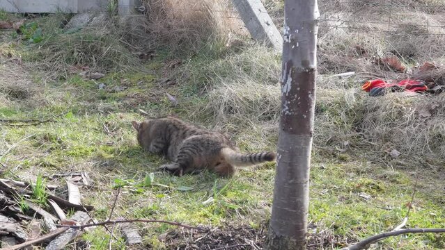 a brown cat is playing in the garden