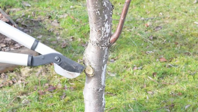 cutting branches of oat trees in spring in the garden