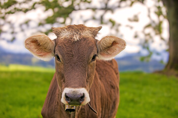Obraz premium Kuh - Allgäu - Braunvieh - Kälbchen - Schumpen