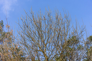 branches against sky