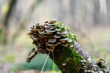 mushrooms on a tree stump