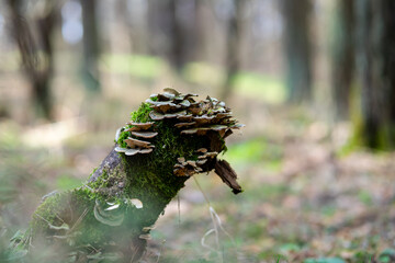 mushrooms on a tree stump