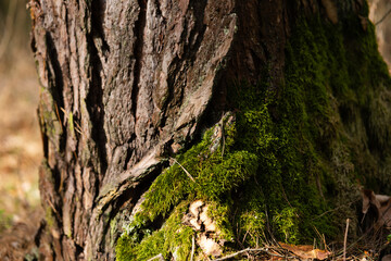 moss on a tree stump