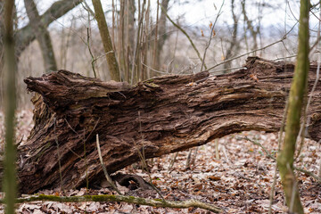 tree trunk in the forest