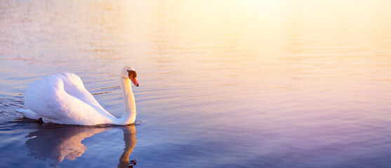 beautiful romantic calm landscape; white swan on the surface of the lake at dawn; nature banner with copy space - 750767751