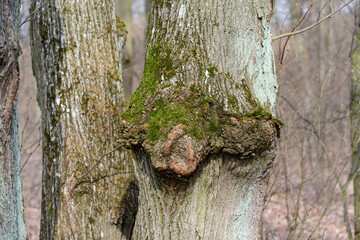 tree trunk with moss